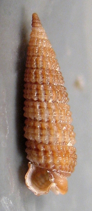 Thriphoridae da Cannizzaro